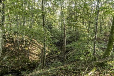 sabah vahşi vadide eifel ağaçlarda