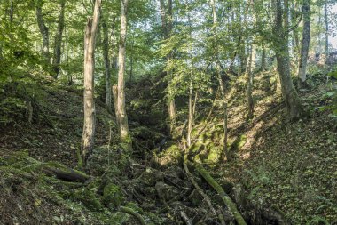 ormandaki bir vadi vahşi doğada gündoğumu