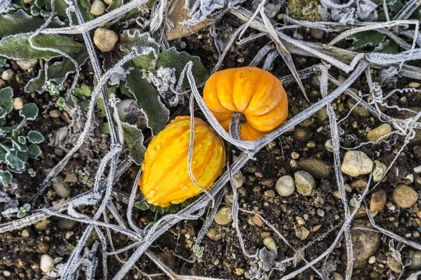 Pumpkins in winter remain at the field — Stock Photo, Image
