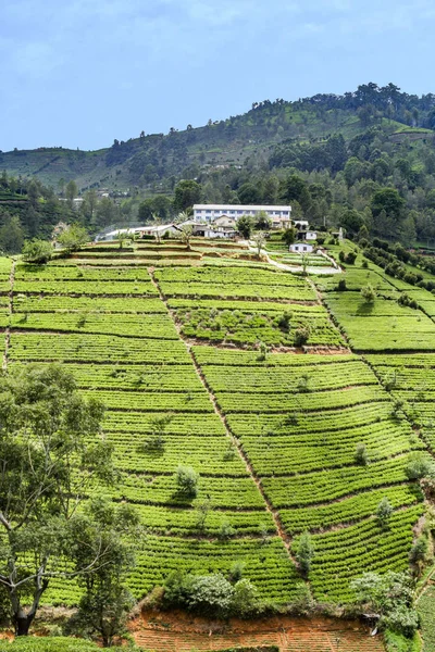 Zöld teaültetvény Srí Lankán — Stock Fotó