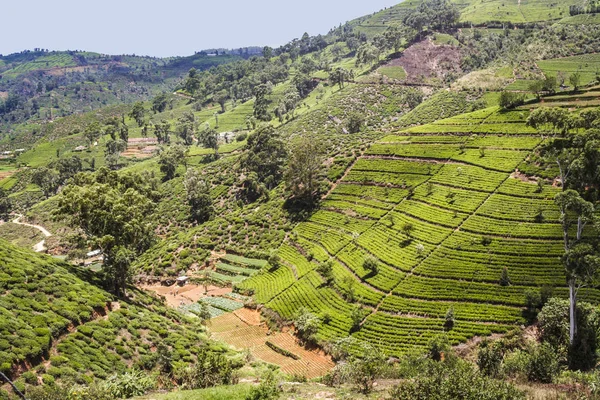 Zöld teaültetvény Srí Lankán — Stock Fotó