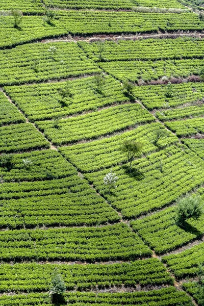 Groene tee terrassen in de hooglanden van Sri Lanka — Stockfoto