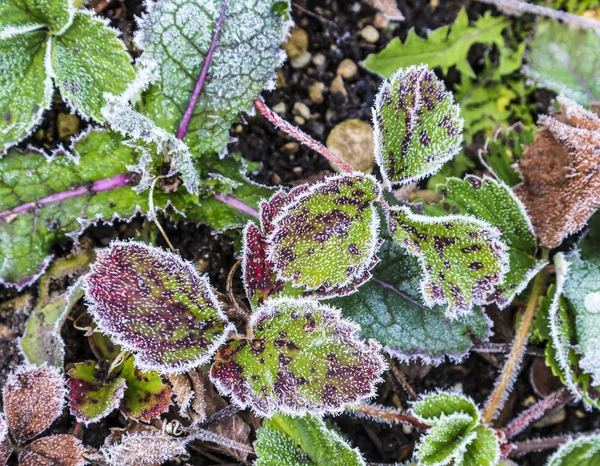 Detalhe de folhas de morango com geada de porco — Fotografia de Stock