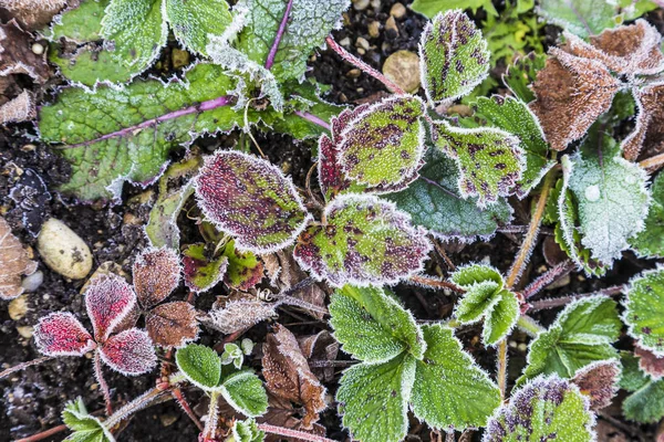 Detalhe de folhas de morango com geada de porco — Fotografia de Stock