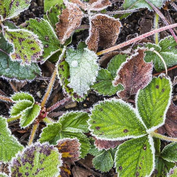 Çilek detay detay frost ile yaprakları — Stok fotoğraf