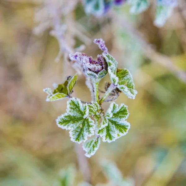 Detalhe da flor de lrose com geada de hoar — Fotografia de Stock