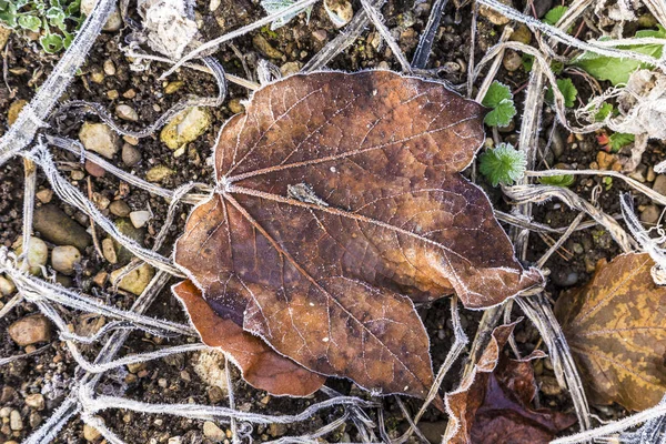 Détail des feuilles avec givre cervical — Photo