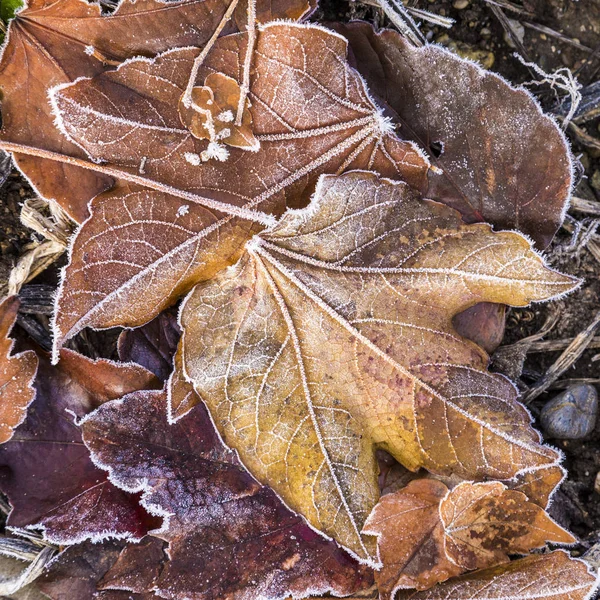 Detail of leaves with hoar frost — Stock Photo, Image