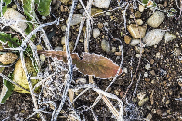 Detalj av bladen med hoar frost — Stockfoto