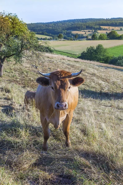 Mucche al pascolo nel prato verde al tramonto — Foto Stock