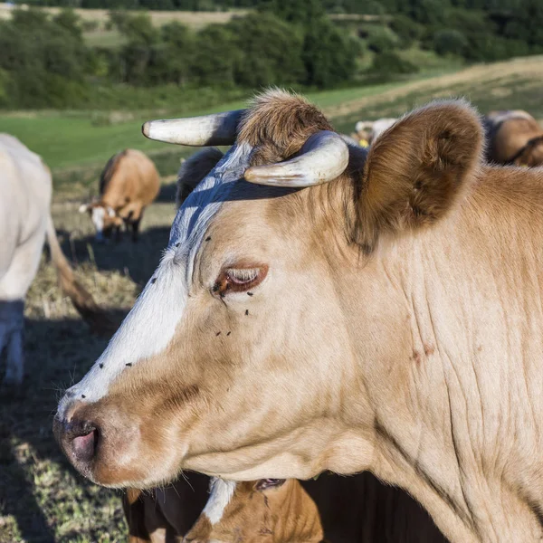 Vaches pâturant dans la prairie verte avec des mouches à l'œil — Photo