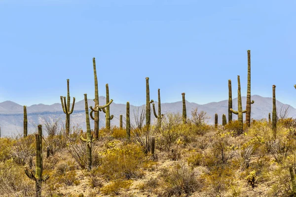 Bloeiende cactus in detail in de woestijn met blauwe lucht — Stockfoto