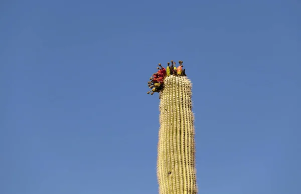 Big cactus med frukter på toppen — Stockfoto