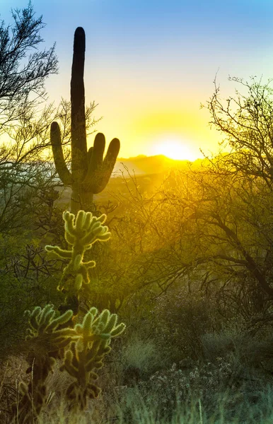 Cactus nel deserto — Foto Stock