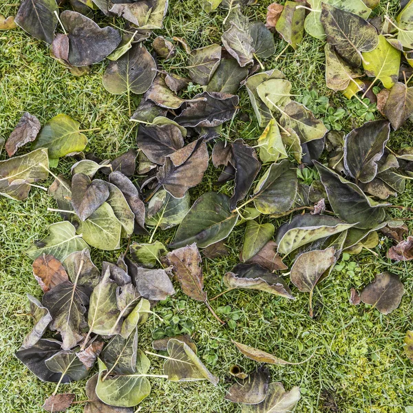 Detalle de las hojas con escarcha —  Fotos de Stock