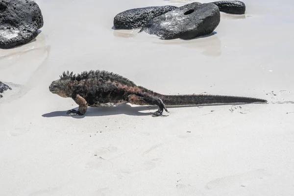 Sea lizard on a rock at the beach — Stock Photo, Image