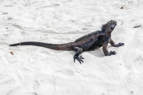 Moře ještěrka na kameni na pláži — Stock fotografie