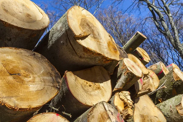 Vedstapel i skogen — Stockfoto