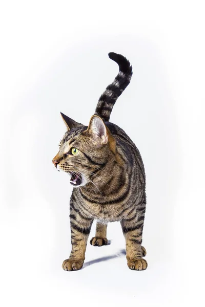 Gato posando em uma mesa com fundo branco — Fotografia de Stock