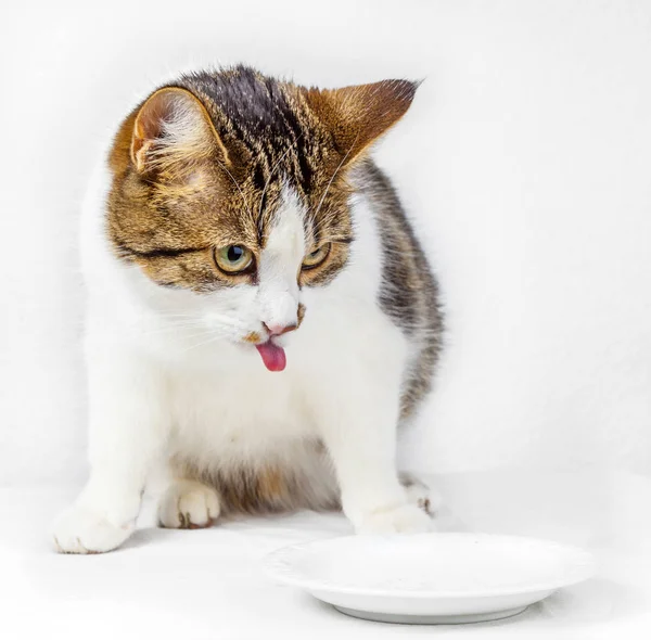 Gato faminto comendo da tigela de comida — Fotografia de Stock