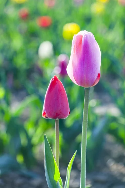 Jarní pole s kvetoucí barevné tulipány — Stock fotografie