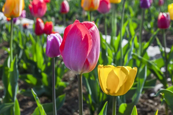 Jarní pole s kvetoucí barevné tulipány — Stock fotografie