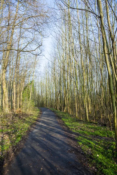 Árboles en el bosque — Foto de Stock