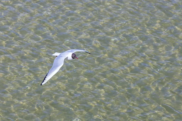 Gaviota en la costa volando y nadando —  Fotos de Stock