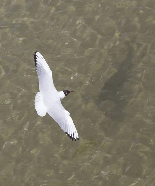 Gaviota en la costa volando y nadando — Foto de Stock