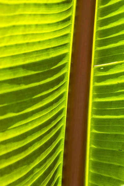 Detail of palm leaves — Stock Photo, Image