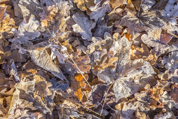 Bladen på jorden i harmoniska mönster — Stockfoto