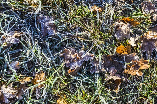 Folhas na terra em padrão harmônico — Fotografia de Stock