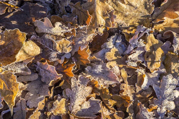 Feuilles à la terre dans le modèle harmonique — Photo