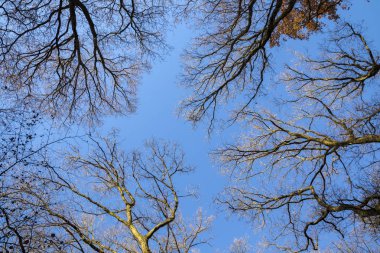 Güzel renkli sonbahar ağaçlar mavi gökyüzü ile