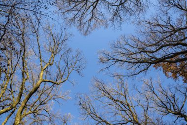 Güzel renkli sonbahar ağaçlar mavi gökyüzü ile