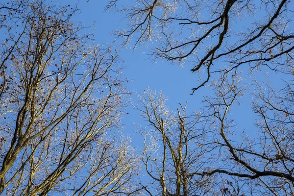 Bellissimi alberi autunnali colorati con cielo blu — Foto Stock