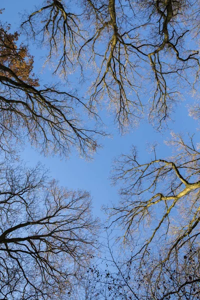 푸른 하늘 가진 아름 다운 화려한가 나무 — 스톡 사진