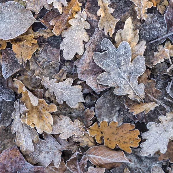 Herbst Eichenblätter mit Frost — Stockfoto