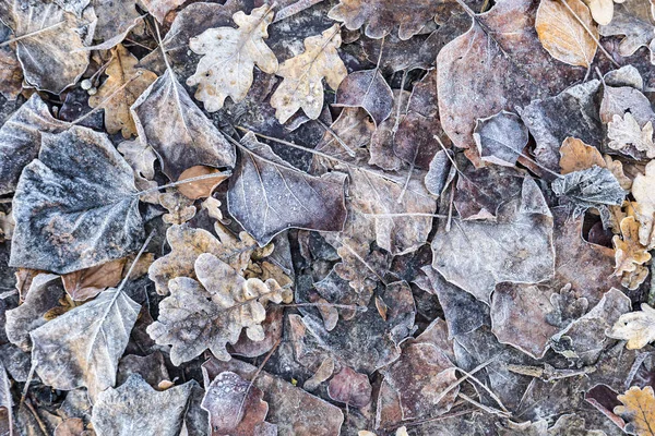 Φθινόπωρο δρύινα φύλλα με τον παγετό — Φωτογραφία Αρχείου