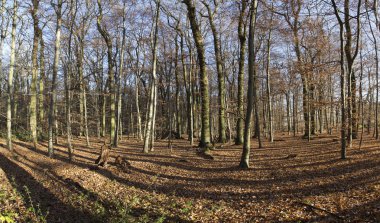 oak forest sabah güneş ışını ile