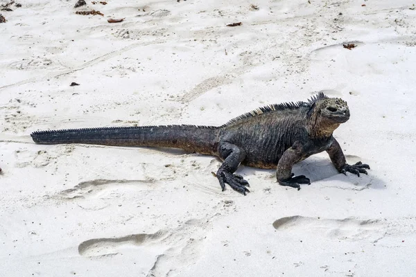 Marine Iguana på stranden - Stock-foto