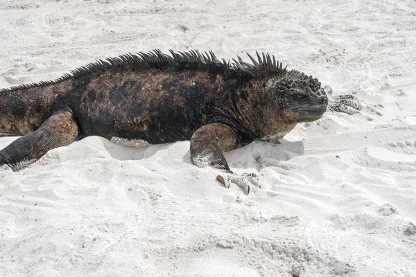 Iguana marinha na praia — Fotografia de Stock