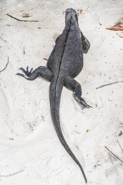 Iguana marinha na praia — Fotografia de Stock