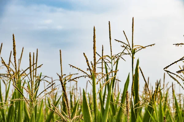 Листья индийской кукурузы в деталях с капельками росы — стоковое фото