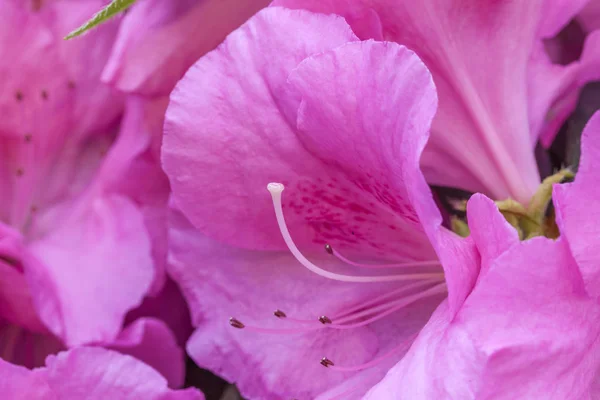 Pembe rhododendron çiçeği — Stok fotoğraf