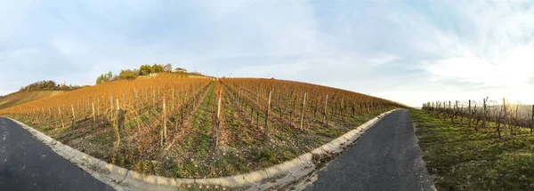 Viñedo en el río Principal en invierno — Foto de Stock