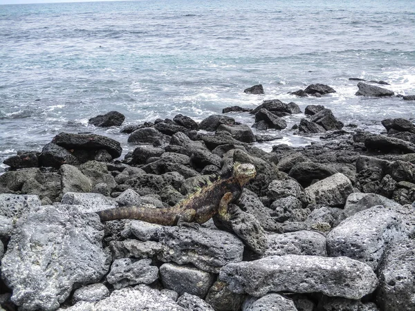 Iguane marine su una roccia — Foto Stock