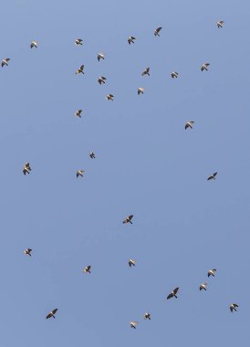 hızlı mavi gökyüzünde uçan martıları bir sürü