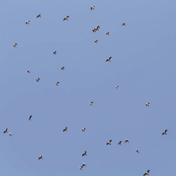Un troupeau de mouettes volant rapidement dans le ciel bleu — Photo