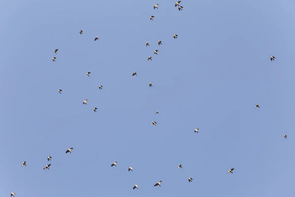 Um bando de gaivotas voando rápido no céu azul — Fotografia de Stock